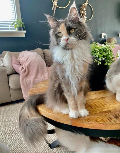 Maine coon poes met stamboom, Dieren en Toebehoren, Katten en Kittens | Raskatten | Langhaar, Poes, Met stamboom, Gechipt, Ontwormd