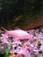 Corydoras albino te koop. €2, Dieren en Toebehoren, Vis