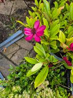 Vaste planten, Tuin en Terras, Planten | Tuinplanten, Ophalen, Zomer, Overige soorten, Volle zon