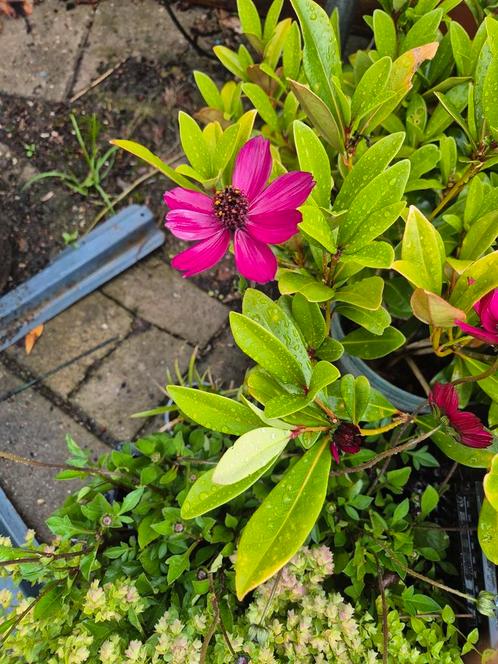 Vaste planten, Tuin en Terras, Planten | Tuinplanten, Overige soorten, Volle zon, Zomer, Ophalen