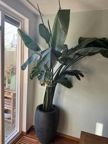 Strelitzia nicolai 260cm hoog incl pot beschikbaar voor biedingen