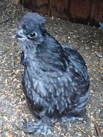 Kriel kippen/hanen 3 stuks, Dieren en Toebehoren, Pluimvee, Vrouwelijk, Kip