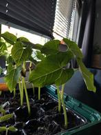 Biologische boter bonen, Tuin en Terras, Planten | Bomen, Ophalen, Volle zon, Overige soorten, Minder dan 100 cm