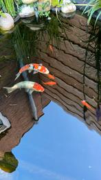 3 prachtige koi’s, Dieren en Toebehoren, Vissen | Vijvervissen, Karper of Koi