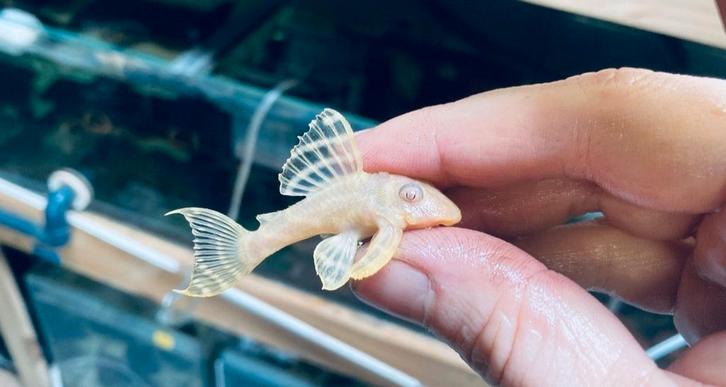 L333 Hypancistrus Albino pleco l nummer, Dieren en Toebehoren, Vissen | Aquariumvissen, Vis