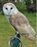 Uil, Dieren en Toebehoren, Vrouwelijk, Roofvogel, Tam