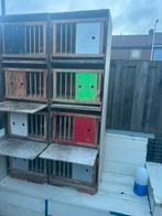 Broedhokken, Dieren en Toebehoren, Mannelijk, Postduif