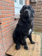 Newfoundlanderteefje, Parvo, 15 weken tot 1 jaar, Overige rassen, Teef