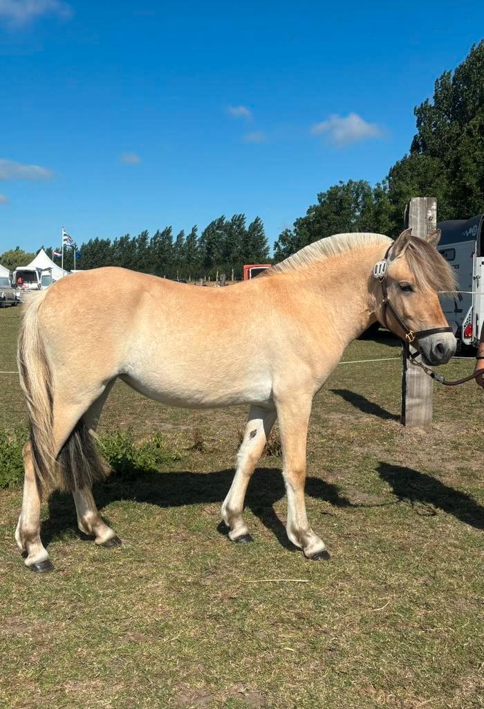 Zeer leuke 2jarige fjorden merrie, Dieren en Toebehoren, Pony's, Merrie, Onbeleerd, D pony (1.37m tot 1.48m), 0 tot 2 jaar, Met stamboom