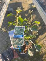 Hedera helix 'Arborescens' - Klimop zonder klimmen!, Ophalen, Bodembedekkers, Vaste plant, Halfschaduw