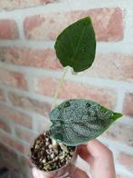 Alocasia Antoro Velvet Babyplantje, Ophalen of Verzenden, Halfschaduw, Minder dan 100 cm
