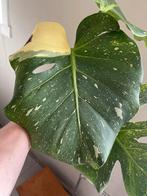 Monstera Thai Constellation Stek, Ophalen, Overige soorten, Halfschaduw, Minder dan 100 cm