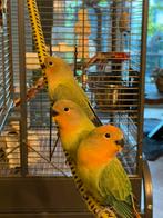 Agapornis roseicollis pop te koop vanaf augustus, Dieren en Toebehoren, Vogels | Parkieten en Papegaaien, Vrouwelijk, Dwergpapegaai of Agapornis