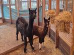 Alpaca's | Moeder met hengstjong | Deskundig advies, Meerdere dieren, Overige soorten