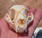 Mooie schedels van een kat / poes Taxidermie cat Skull, Ophalen of Verzenden, Nieuw, Hond of Kat, Schedel