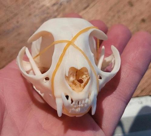 Mooie schedels van een kat / poes Taxidermie cat Skull, Verzamelen, Dierenverzamelingen, Nieuw, Schedel, Hond of Kat, Ophalen of Verzenden
