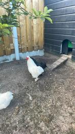 Kriel Chochin/zijhoen haan, Dieren en Toebehoren, Pluimvee, Mannelijk, Kip