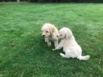 Mooie labdradoodle pups, Dieren en Toebehoren, Overige rassen, CDV (hondenziekte), 8 tot 15 weken, Meerdere