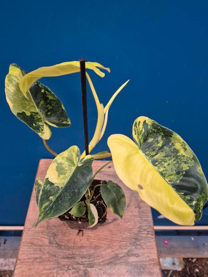 Philodendron Burle Marx Albo Variegata p12 (2), Huis en Inrichting, Kamerplanten, Minder dan 100 cm, Halfschaduw, Ophalen of Verzenden