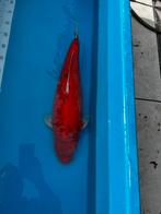 Koi Benigoi, Dieren en Toebehoren, Vissen | Vijvervissen, Karper of Koi