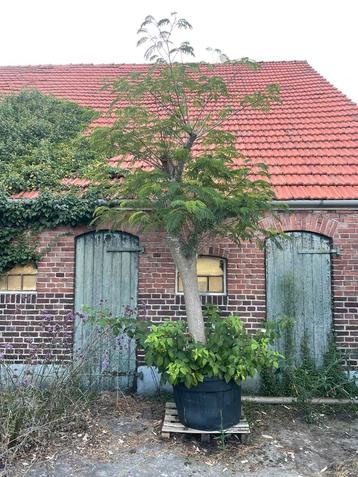 Hele grote albizia julibrisin ‘Boubri’ stam 25 cm voet 15 cm beschikbaar voor biedingen