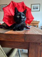 Katten / honden costuums, Ophalen of Verzenden, Nieuw