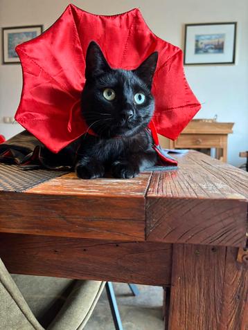 Katten / honden costuums beschikbaar voor biedingen