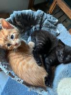 Geweldige kittens Europese korthaar kruising, Dieren en Toebehoren, Meerdere dieren, Kortharig, 0 tot 2 jaar