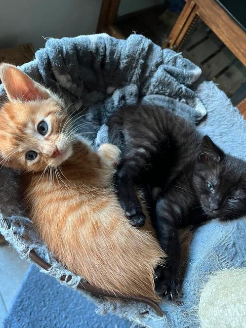 Geweldige kittens Europese korthaar kruising, Dieren en Toebehoren, Katten en Kittens | Overige Katten, Kortharig, Meerdere dieren