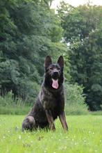 Prachtige Duitse herder stamboom, Dieren en Toebehoren, Reu, CDV (hondenziekte), Eén hond, 3 tot 5 jaar