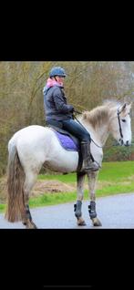 Zeer lieve cruzado (lusitano) merrie, Dieren en Toebehoren, Merrie, Recreatiepony
