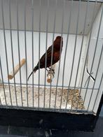 Rood agaat schimmel kanarie man, Dieren en Toebehoren, Meerdere dieren, Kleurkanarie