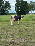 Stamboek dekstier! 100% Holstein zeer goede melklijst, Dieren en Toebehoren, Mannelijk