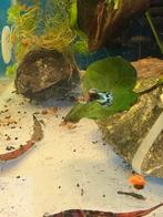 Jong Trio blue singa guppys raszuiver, Dieren en Toebehoren, Vissen | Aquariumvissen, Vis