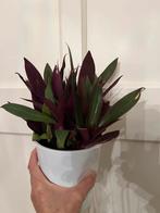 Tradescantia flumenensis, Ophalen of Verzenden, Halfschaduw, Minder dan 100 cm