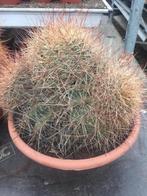 Cactus Soeherensia Formosa (echinopsis formosa) 27 cm pot., Huis en Inrichting, Kamerplanten, Cactus, Minder dan 100 cm, Ophalen of Verzenden