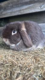 Minilop voedster, Vrouwelijk, Dwerg, Hangoor, 0 tot 2 jaar