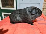 Solid zilver agouti, Dieren en Toebehoren, Maart, Mannelijk, Cavia