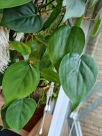 philodendron scandens stek, Ophalen of Verzenden, Halfschaduw, Minder dan 100 cm
