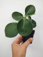 Peperomia obtusifolia P7 € 2, Groene kamerplant, Ophalen, Overige soorten, Minder dan 100 cm