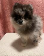 Pomeriaan Puppy Reu, Particulier, Keeshond, Reu, 8 tot 15 weken