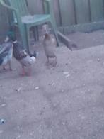 Te koop 1 loopeend man, Mannelijk, Eend