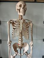 Menselijk Skelet 170cm, Diversen, Schoolbenodigdheden, Ophalen, Gebruikt