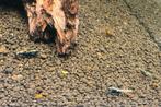 Galaxy Fishbone Black, Dieren en Toebehoren, Kreeft, Krab of Garnaal