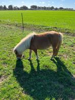 Te koop mooie 11 jarige vos pony, Merrie