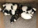 Vlinderhondje puppy’s, Dieren en Toebehoren, Honden | Chihuahua's en Gezelschapshonden, Overige rassen, 8 tot 15 weken, CDV (hondenziekte)