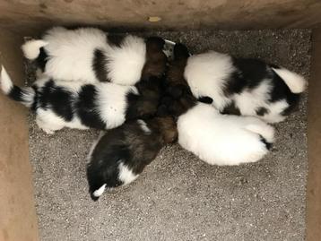 Vlinderhondje puppy’s  beschikbaar voor biedingen
