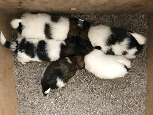 Vlinderhondje puppy’s, Dieren en Toebehoren, Honden | Chihuahua's en Gezelschapshonden, Meerdere dieren, Overige rassen, Particulier