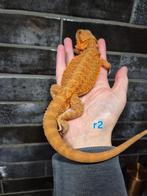 Baardagaam hypo red, Hagedis, Tam, 0 tot 2 jaar
