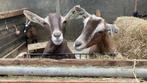 Twee lieve, genetisch hoornloze geiten – Guus & Toos, Dieren en Toebehoren, Vrouwelijk, Geit, 0 tot 2 jaar